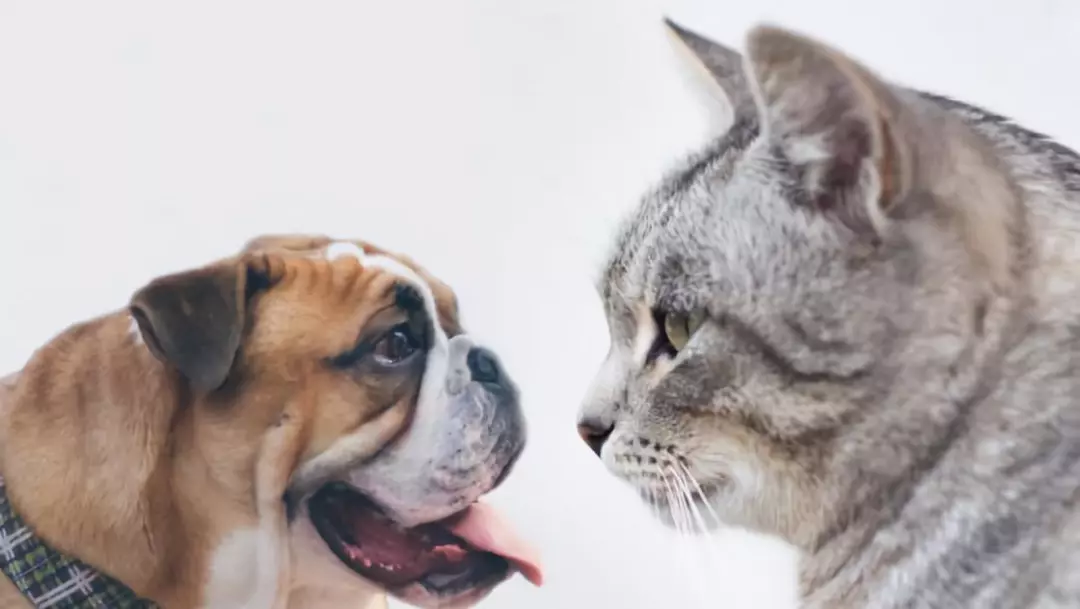 确認過眼神 一個不偏科(kē)的優等生(shēng)!(圖5) 确認過眼神 一個不偏科(kē)的優等生(shēng)!(圖5)